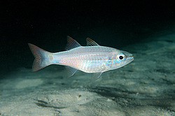 ������, ������� ����/����������� ( Cheilodipterus �� ) ������� ���� , ������, ������