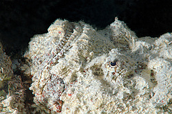 ������́������, ��� ����-������ (Synanceia verrucosa) ������� ���� , ������, ������