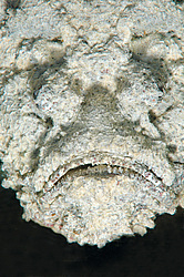 ������́������, ��� ����-������ (Synanceia verrucosa) ������� ���� , ������, ������