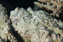 ������́������, ��� ����-������ (Synanceia verrucosa) ������� ���� , ������, ������