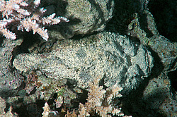 ������́������, ��� ����-������ (Synanceia verrucosa) ������� ���� , ������, ������