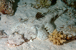 ����-��������, ��� ����������� ( Papilloculiceps longiceps )������, ������� ����