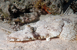 ����-��������, ��� ����������� ( Papilloculiceps longiceps )������, ������� ����