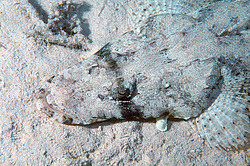 ����-��������, ��� ����������� ( Papilloculiceps longiceps )������, ������� ����