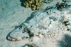 ����-��������, ��� ����������� ( Papilloculiceps longiceps )������, ������� ����