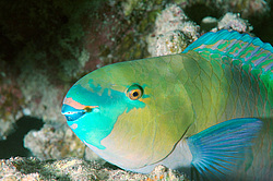 ������� �������, ��� ����-������� ( Chlorurus bleekeri ) ������� ����, ������ , ������