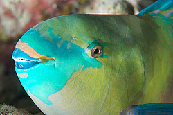 ������� �������, ��� ����-������� ( Chlorurus bleekeri ) ������� ����, ������ , ������