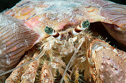 ���-��������� ( �������� tinctor ) ������� ���� , ������, ������