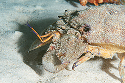 ������� ( Scyllarides ����� ) ������� ���� , ������, ������