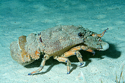 ������� ( Scyllarides ����� ) ������� ���� , ������, ������