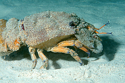 ������� ( Scyllarides ����� ) ������� ���� , ������, ������