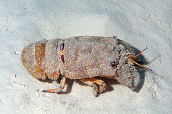 ������� ( Scyllarides ����� ) ������� ���� , ������, ������