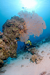  ���������� ���. ������� ����, ������, ������