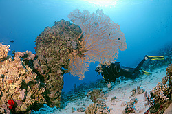  ���������� ���. ������� ����, ������, ������