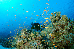 ����������� (������������) ������ (Pseudanthias squamipinnis) , ������� ���� , ������, ������