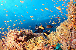 ����������� (������������) ������ (Pseudanthias squamipinnis) , ������� ���� , ������, ������