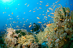 ����������� (������������) ������ (Pseudanthias squamipinnis) , ������� ���� , ������, ������