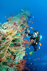 ���������� ����� 