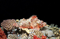 ����-�������� ( Scorpaenopsis oxycephala )  ������� ���� , ������, ������