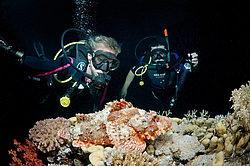 ����-�������� ( Scorpaenopsis oxycephala )  ������� ���� , ������, ������