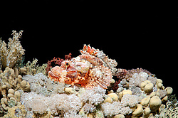 ����-�������� ( Scorpaenopsis oxycephala )  ������� ���� , ������, ������