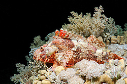 ����-�������� ( Scorpaenopsis oxycephala )  ������� ���� , ������, ������