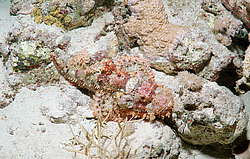 ����-�������� ( Scorpaenopsis oxycephala )  ������� ���� , ������, ������