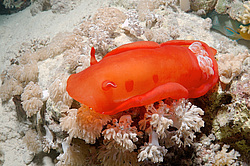 ������������ ������� ��� ������� ������� - ��������� ������ ( Hexabranchus sanguineus ) ������ �������. ������� ���� , ������, ������