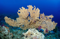  ���������� ���. ������� ����, ������, ������