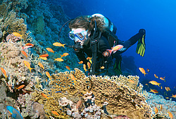 ���������� ���. ������� ����, ������, 