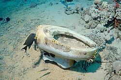 ������ ������� �� ������� ���������������. ��� �������� ������������ ����, ��������� ����������, ����-���- ����, ������� ����, ������, ������