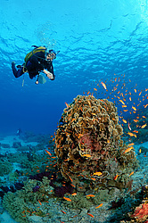  ���������� ���. ������� ����, ������, ������