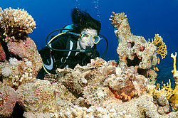 ����-�������� ( Scorpaenopsis oxycephala )  ������� ���� , ������, ������