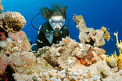 ����-�������� ( Scorpaenopsis oxycephala )  ������� ���� , ������, ������