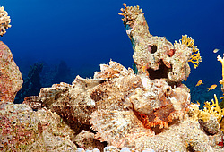 ����-�������� ( Scorpaenopsis oxycephala )  ������� ���� , ������, ������