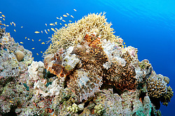 ����-�������� ( Scorpaenopsis oxycephala )  ������� ���� , ������, ������