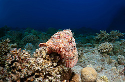 ����-�������� ( Scorpaenopsis oxycephala )  ������� ���� , ������, ������