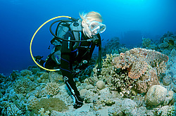 ����-�������� ( Scorpaenopsis oxycephala ) ������� ���� , ������, ������