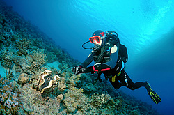 �������� ( Tridacna ������� ) ������� ���� , ������, ������