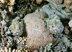 ������́������, ��� ����-������ (Synanceia verrucosa) ������� ���� , ������, ������