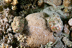 ������́������, ��� ����-������ (Synanceia verrucosa) ������� ���� , ������, ������