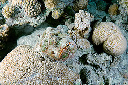 ������́������, ��� ����-������ (Synanceia verrucosa) ������� ���� , ������, ������