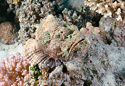 ������́������, ��� ����-������ (Synanceia verrucosa) ������� ���� , ������, ������