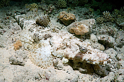 ����-��������, ��� ����������� ( Papilloculiceps longiceps )������, ������� ����