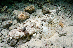 ����-��������, ��� ����������� ( Papilloculiceps longiceps )������, ������� ����