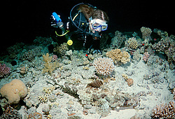 ����-��������, ��� ����������� ( Papilloculiceps longiceps )������, ������� ����