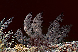 ������� ������ - ������ ������� ( Gorgonocephalus caryi ) ������ ������� . ������� ���� , ������, ������