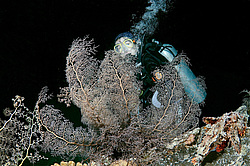 ������� ������ - ������ ������� ( Gorgonocephalus caryi ) ������ ������� . ������� ���� , ������, ������