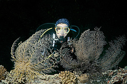 ������� ������ - ������ ������� ( Gorgonocephalus caryi ) ������ ������� . ������� ���� , ������, ������