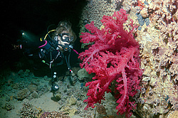 ������ ������� �� ������ ������, ������ ������� . ������� ���� , ������, ������